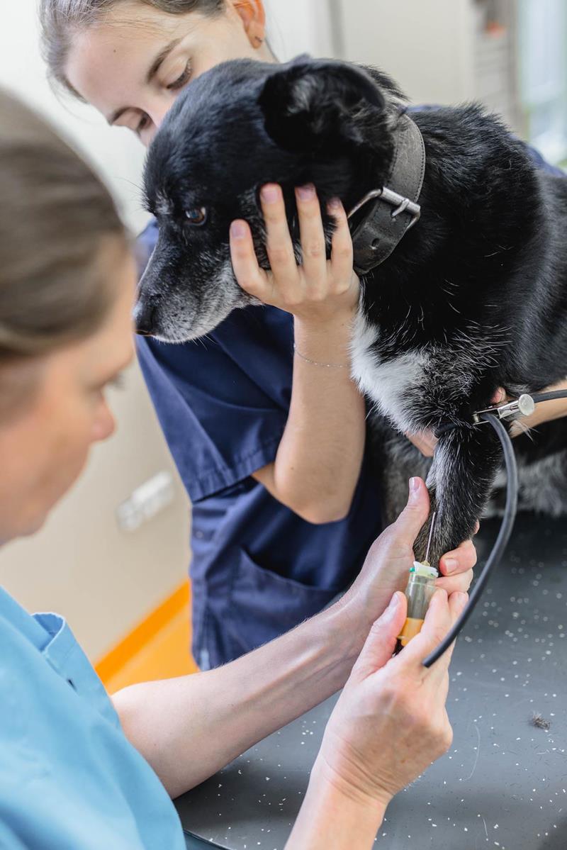 Soins préventifs pour les patients âgés