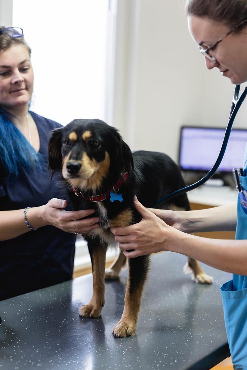 Médecine préventive - Services