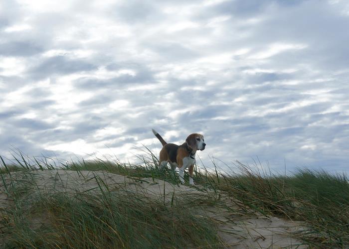 Check-list pour voyager avec votre chien