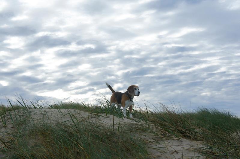 Voyager avec un chien - Services